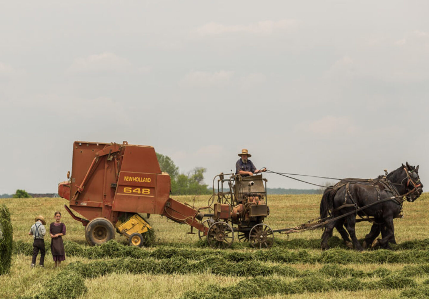 horse-farm