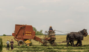 horse-farm